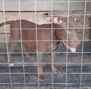 1-3 months Male Purebred American Pit Bull Terrier