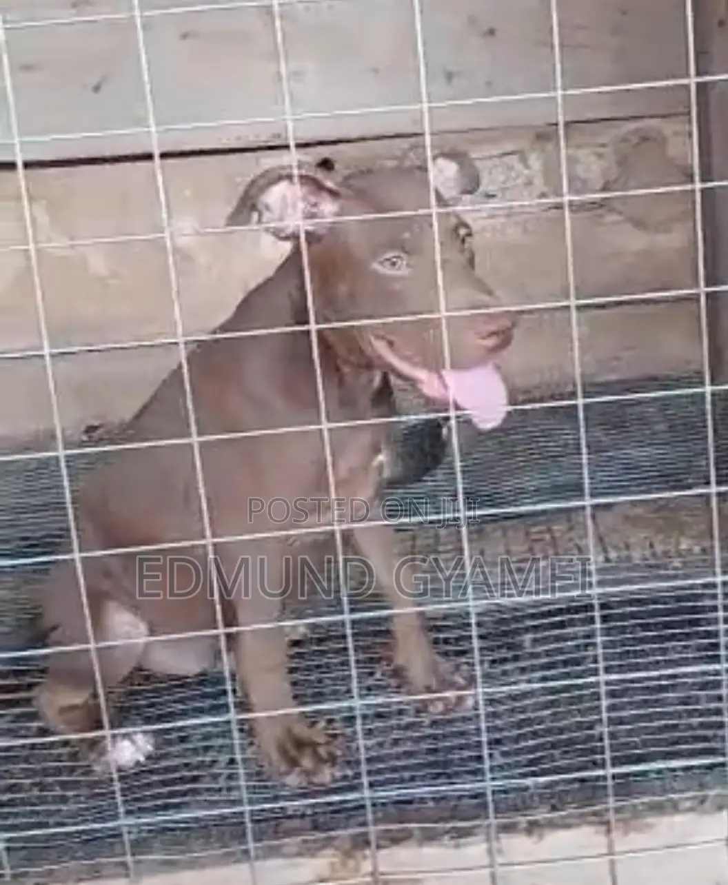 1-3 months Male Purebred American Pit Bull Terrier