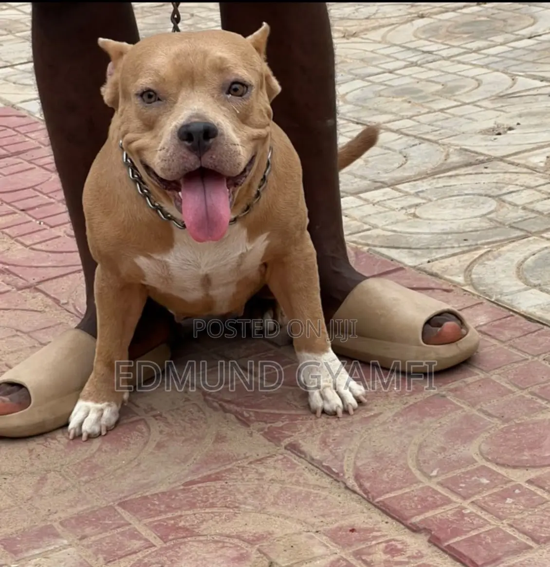 1+ year Female Purebred American Bully