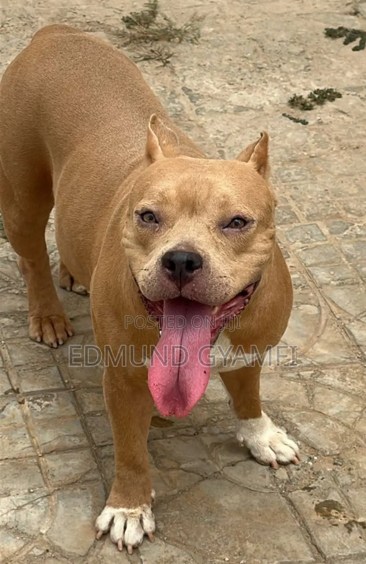 1+ year Female Purebred American Bully