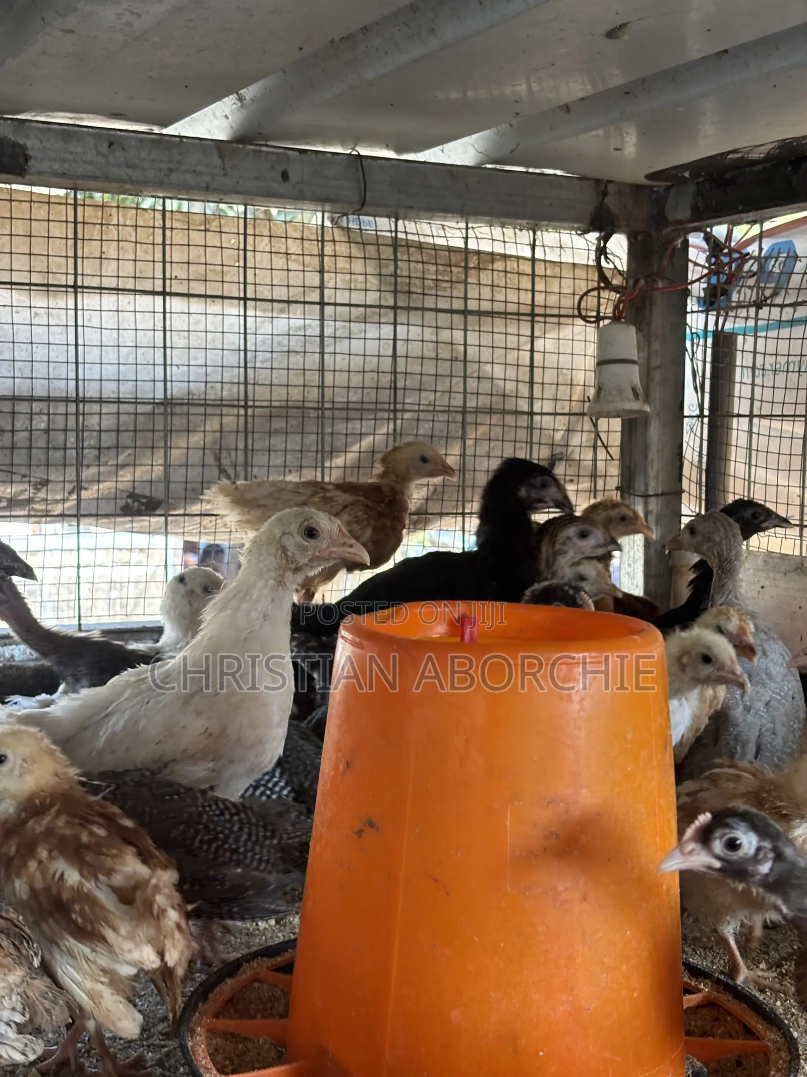 Noiler, Kroiler and Sasso Birds for Sale