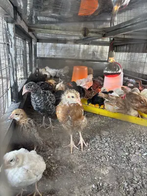 Noiler, Kroiler and Sasso Birds for Sale