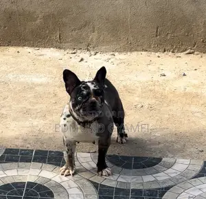 1+ year Female Purebred French Bulldog