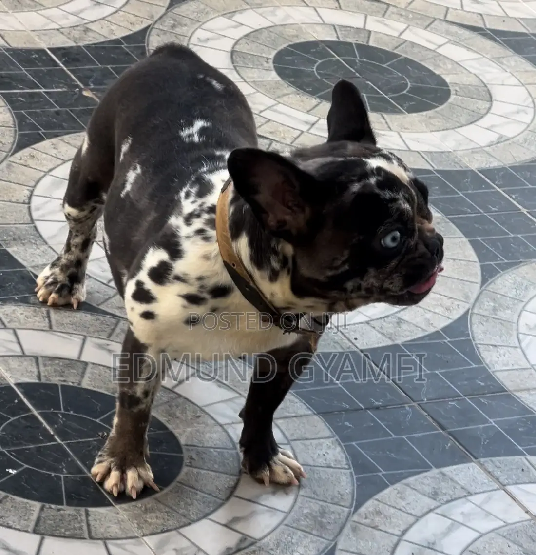1+ year Female Purebred French Bulldog