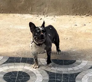 1+ year Female Purebred French Bulldog