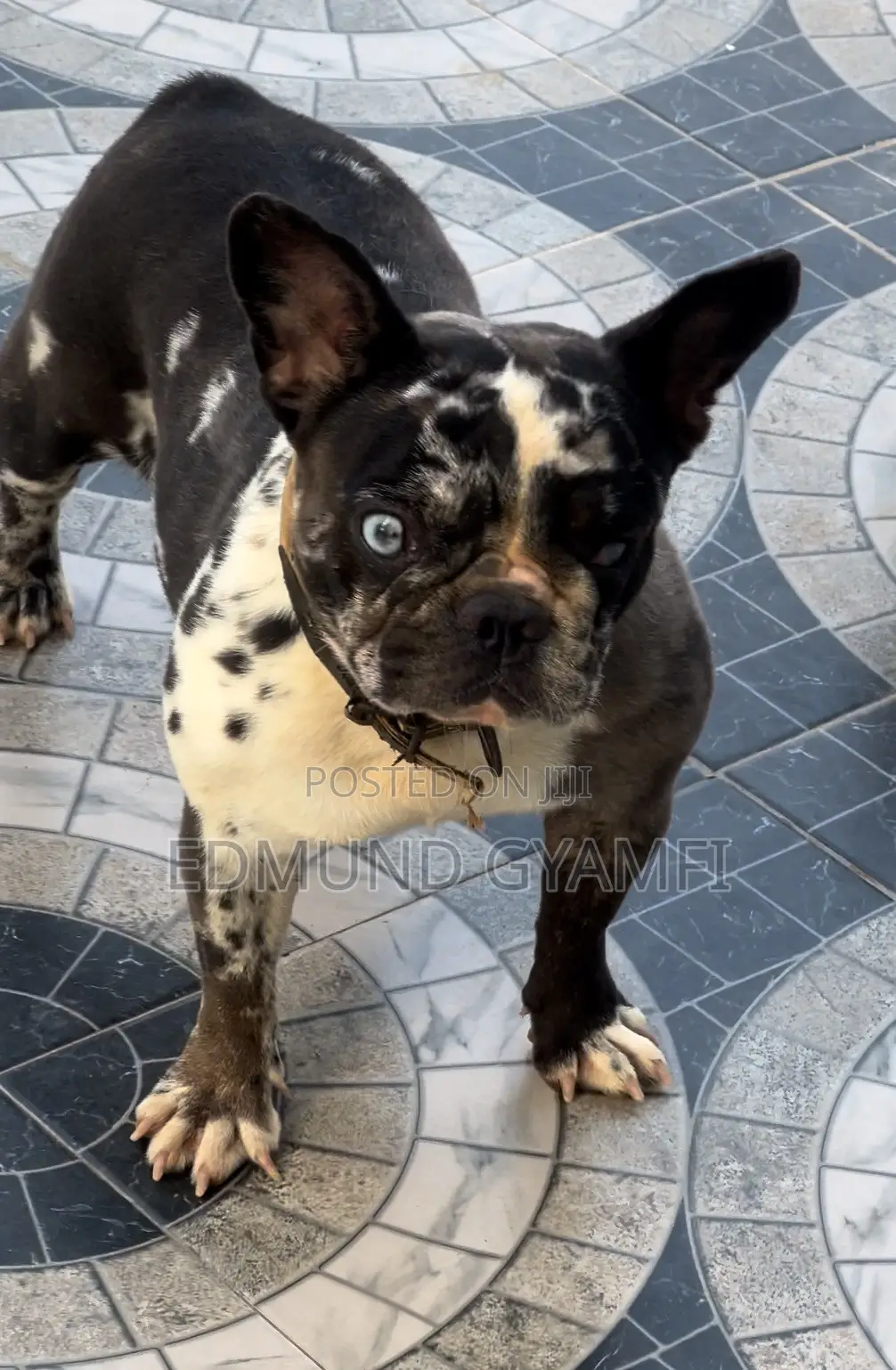 1+ year Female Purebred French Bulldog