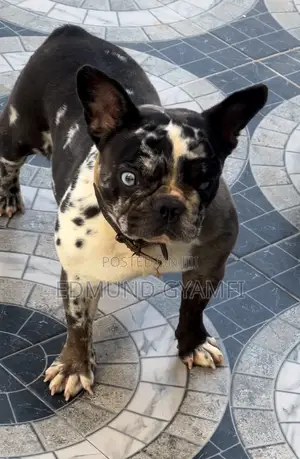 1+ year Female Purebred French Bulldog