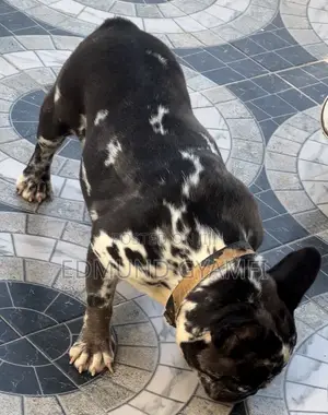 1+ year Female Purebred French Bulldog