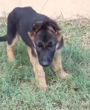1-3 months Male Purebred German Shepherd
