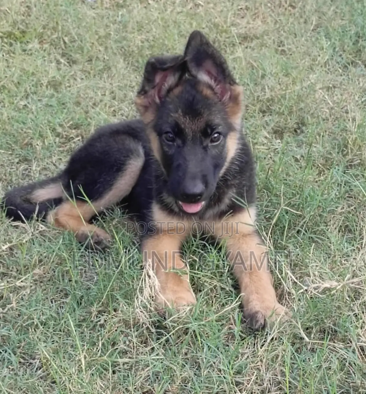 1-3 months Male Purebred German Shepherd