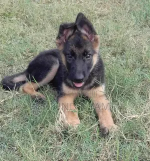 1-3 months Male Purebred German Shepherd