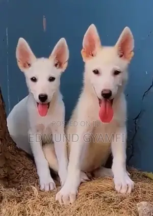 1-3 months Male Purebred White Shepherd