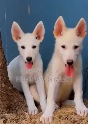 1-3 months Male Purebred White Shepherd