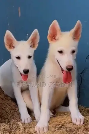 1-3 months Male Purebred White Shepherd
