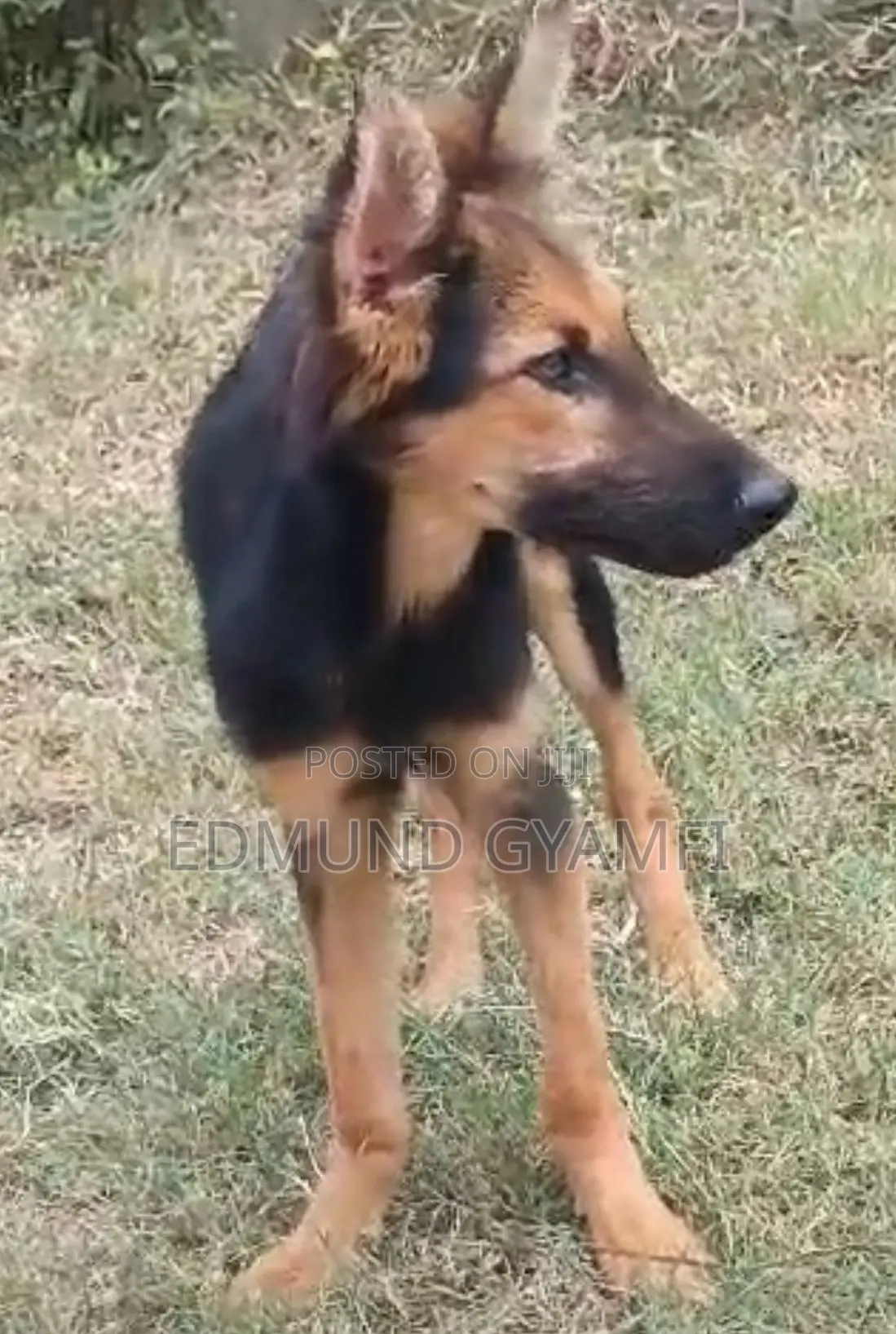 3-6 months Female Purebred German Shepherd