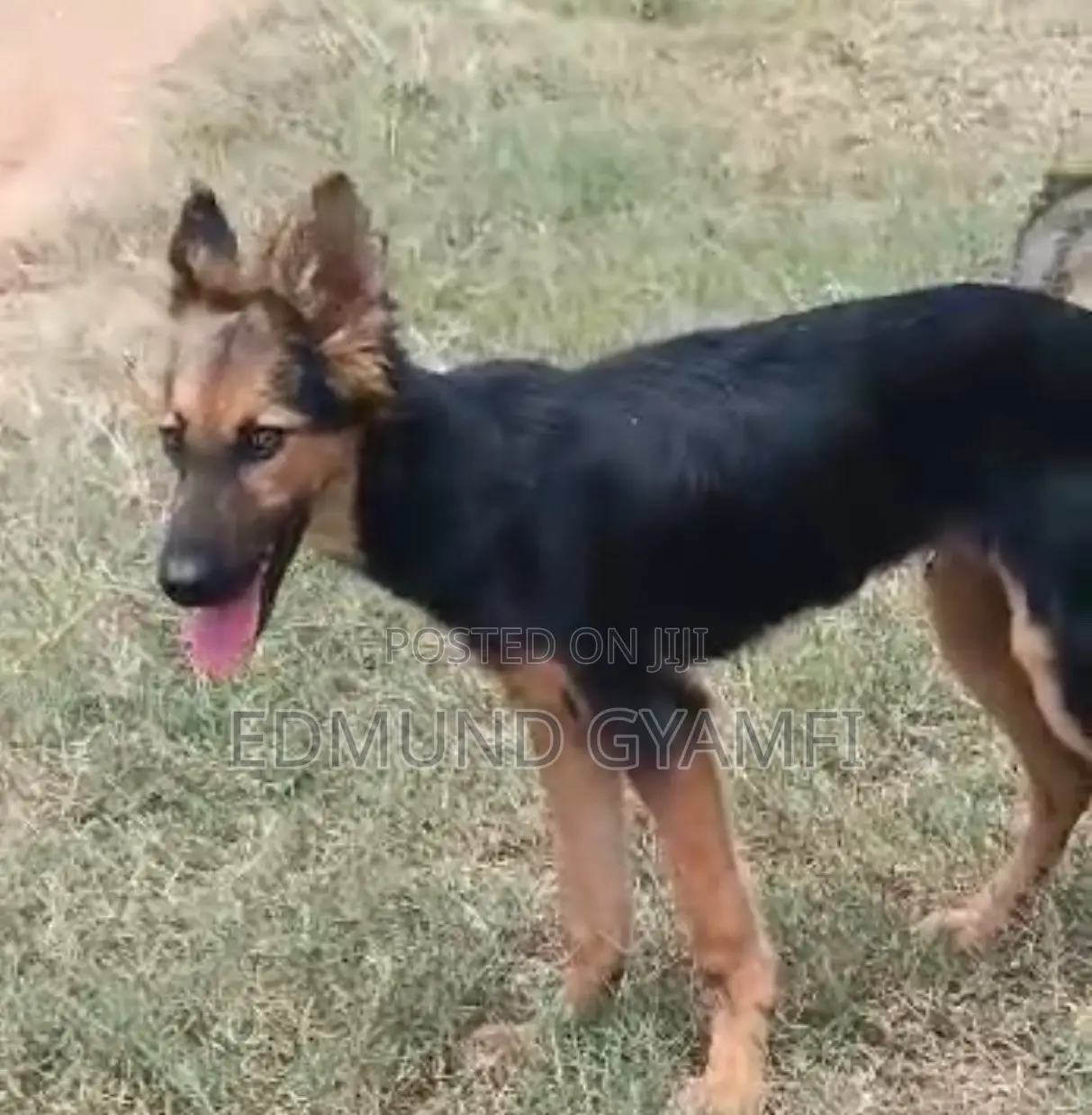 3-6 months Female Purebred German Shepherd