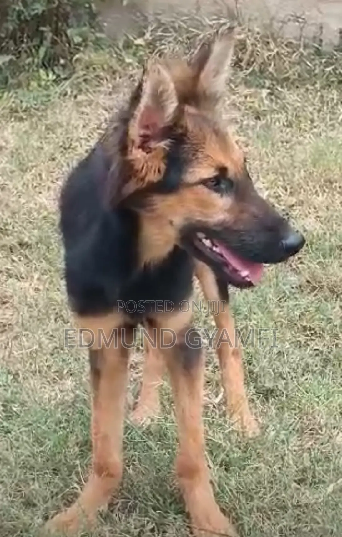 3-6 months Female Purebred German Shepherd