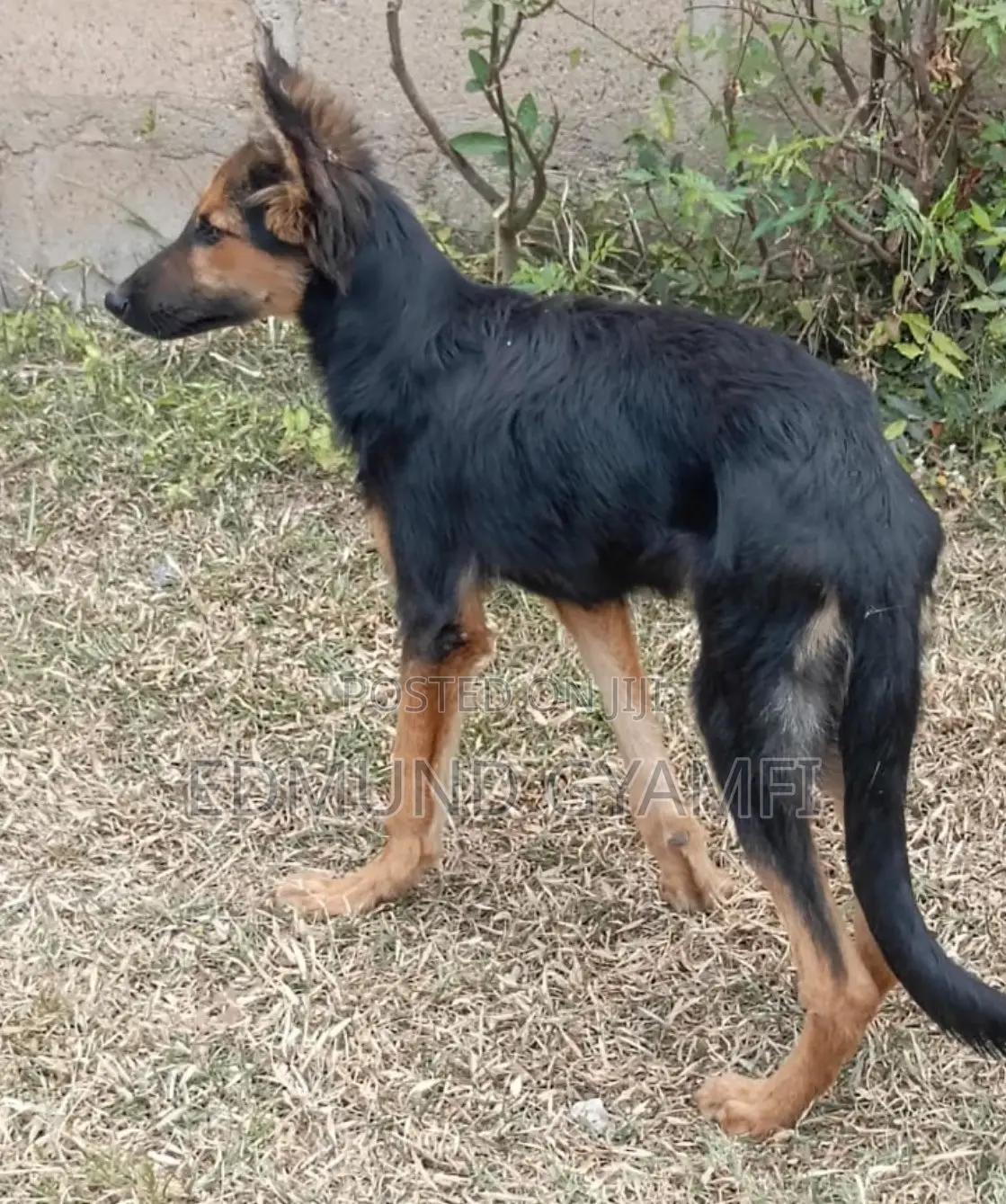 3-6 months Female Purebred German Shepherd
