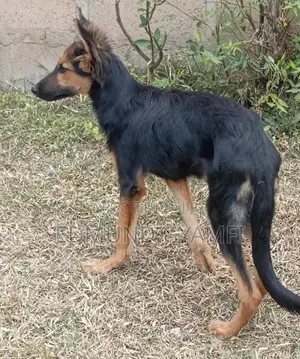 3-6 months Female Purebred German Shepherd