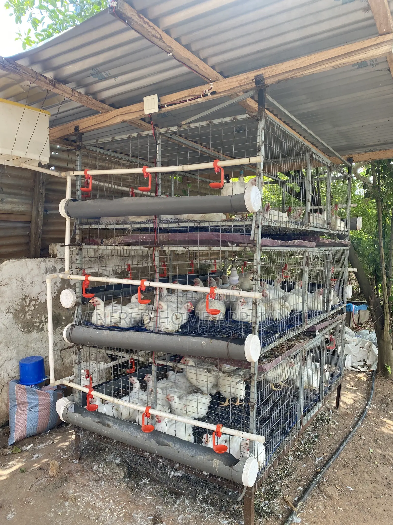 Poultry and Rabbit Cage