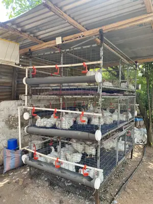 Poultry and Rabbit Cage
