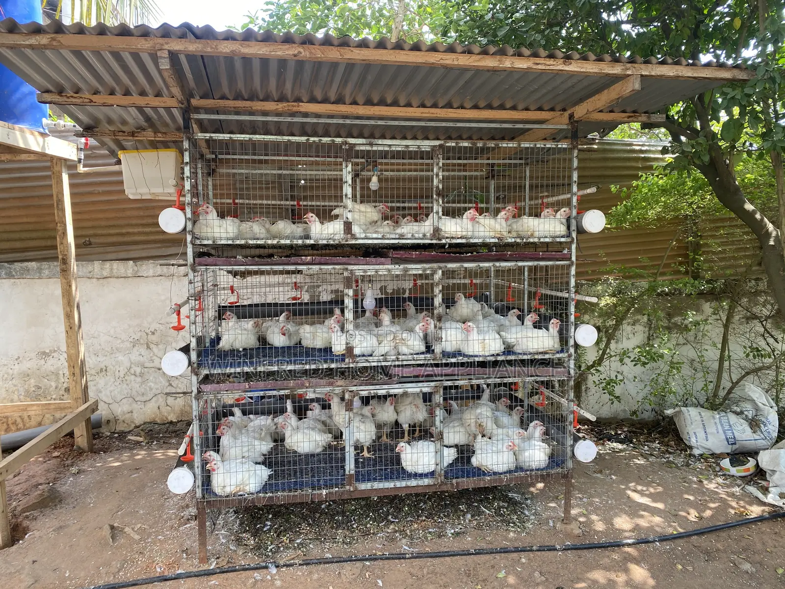 Poultry and Rabbit Cage