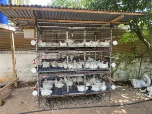 Poultry and Rabbit Cage