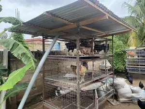 Poultry and Rabbit Cage