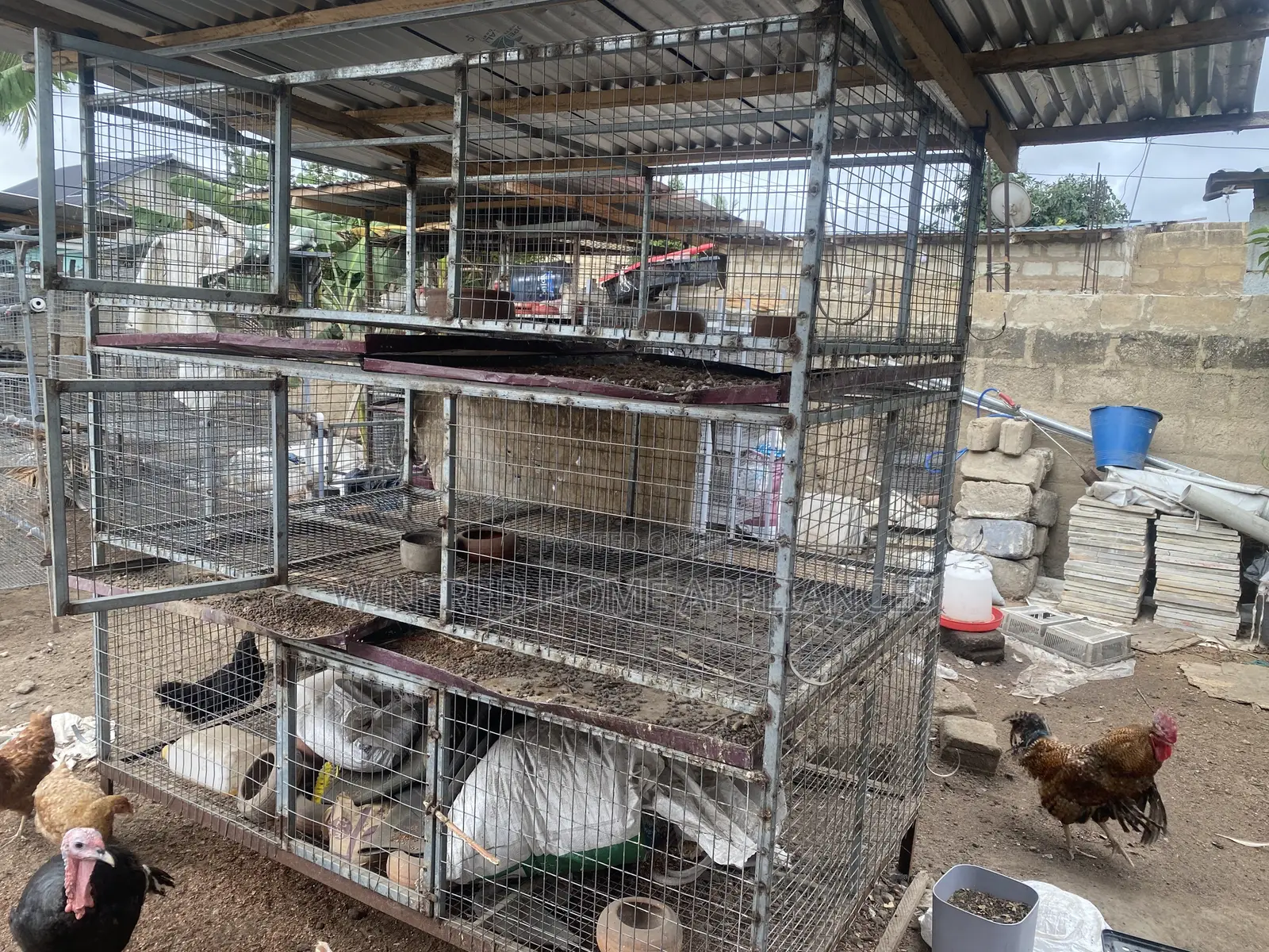 Poultry and Rabbit Cage