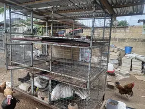Poultry and Rabbit Cage