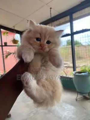 1-3 months Female Purebred Persian