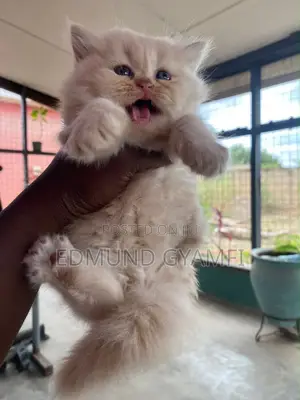 1-3 months Female Purebred Persian