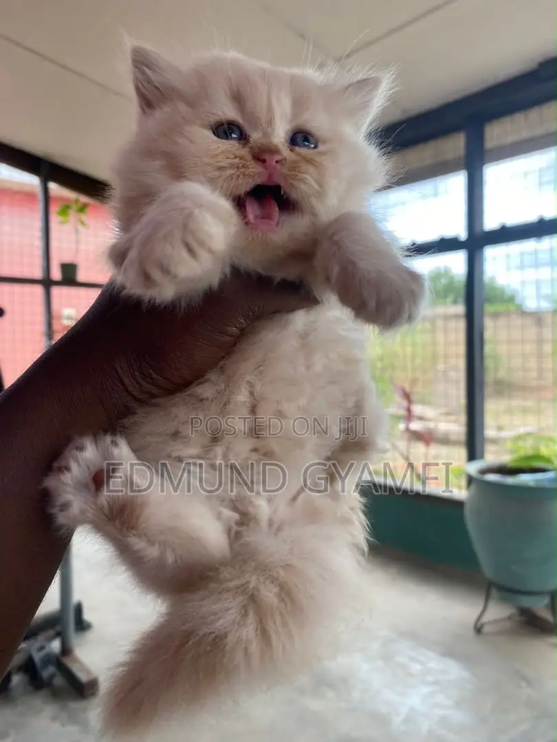 1-3 months Female Purebred Persian