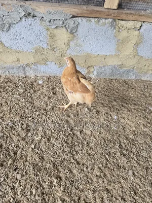Sasso Bird