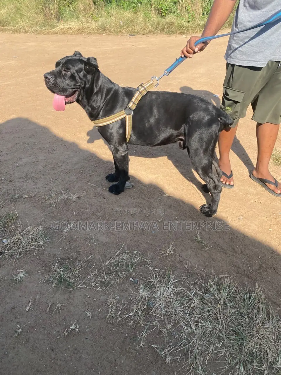 1+ year Male Purebred Cane Corso