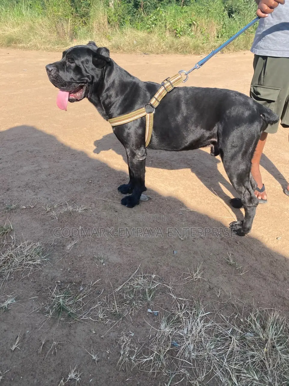 1+ year Male Purebred Cane Corso