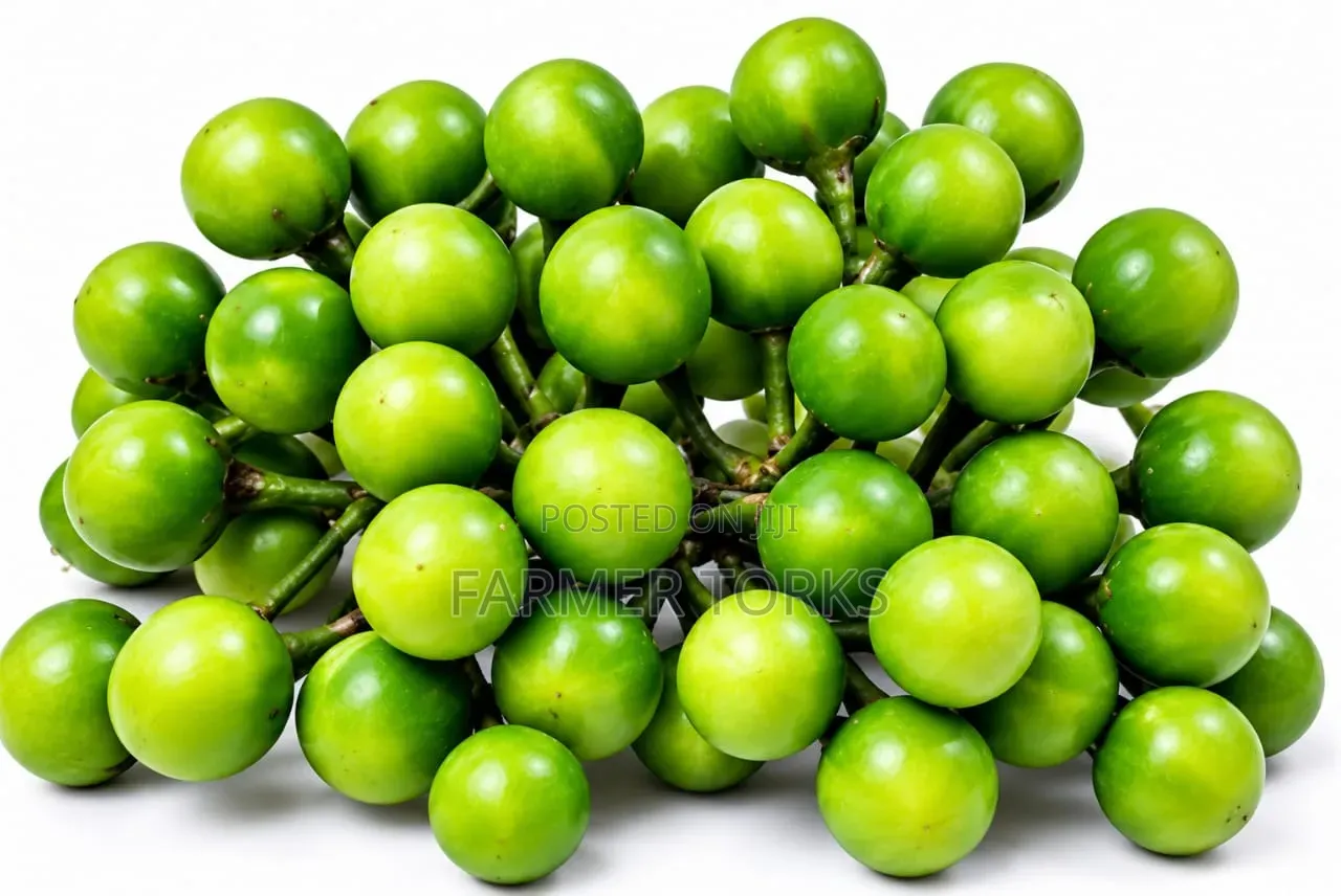 Turkey Berry