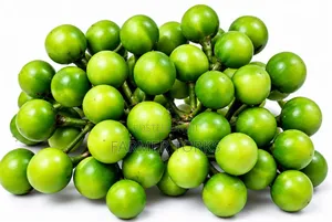 Turkey Berry