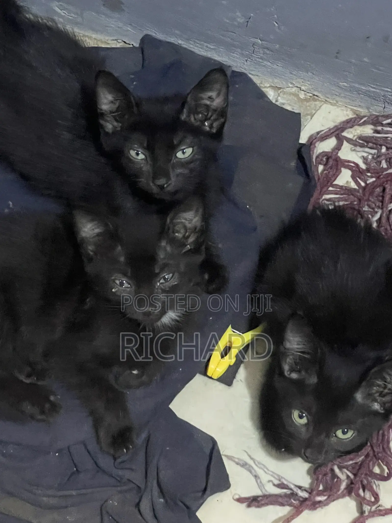 1-3 months Male Mixed Breed Bombay