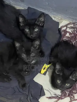1-3 months Male Mixed Breed Bombay