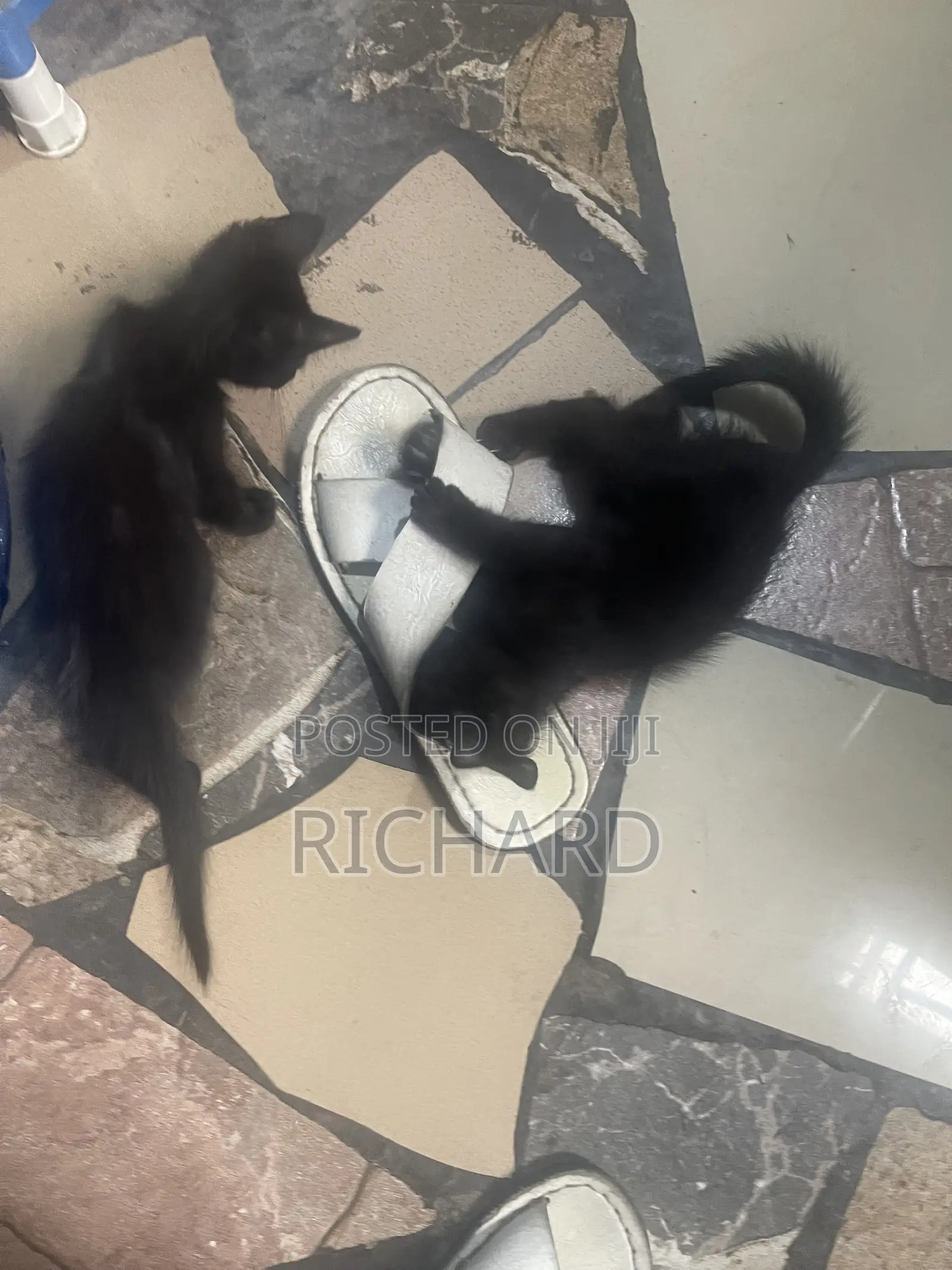 1-3 months Male Mixed Breed Bombay