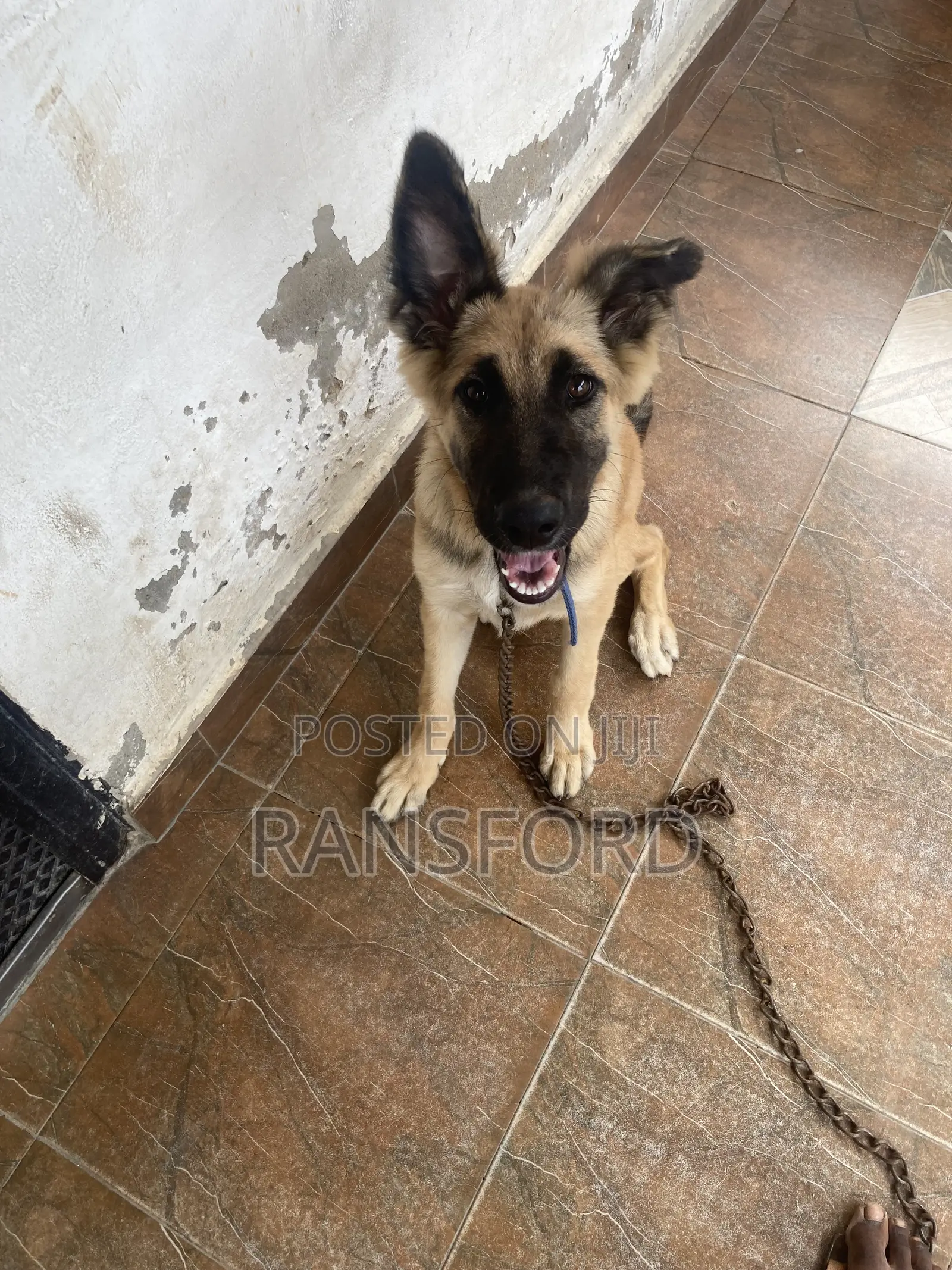 3-6 months Female Purebred German Shepherd