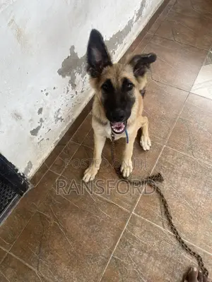 3-6 months Female Purebred German Shepherd