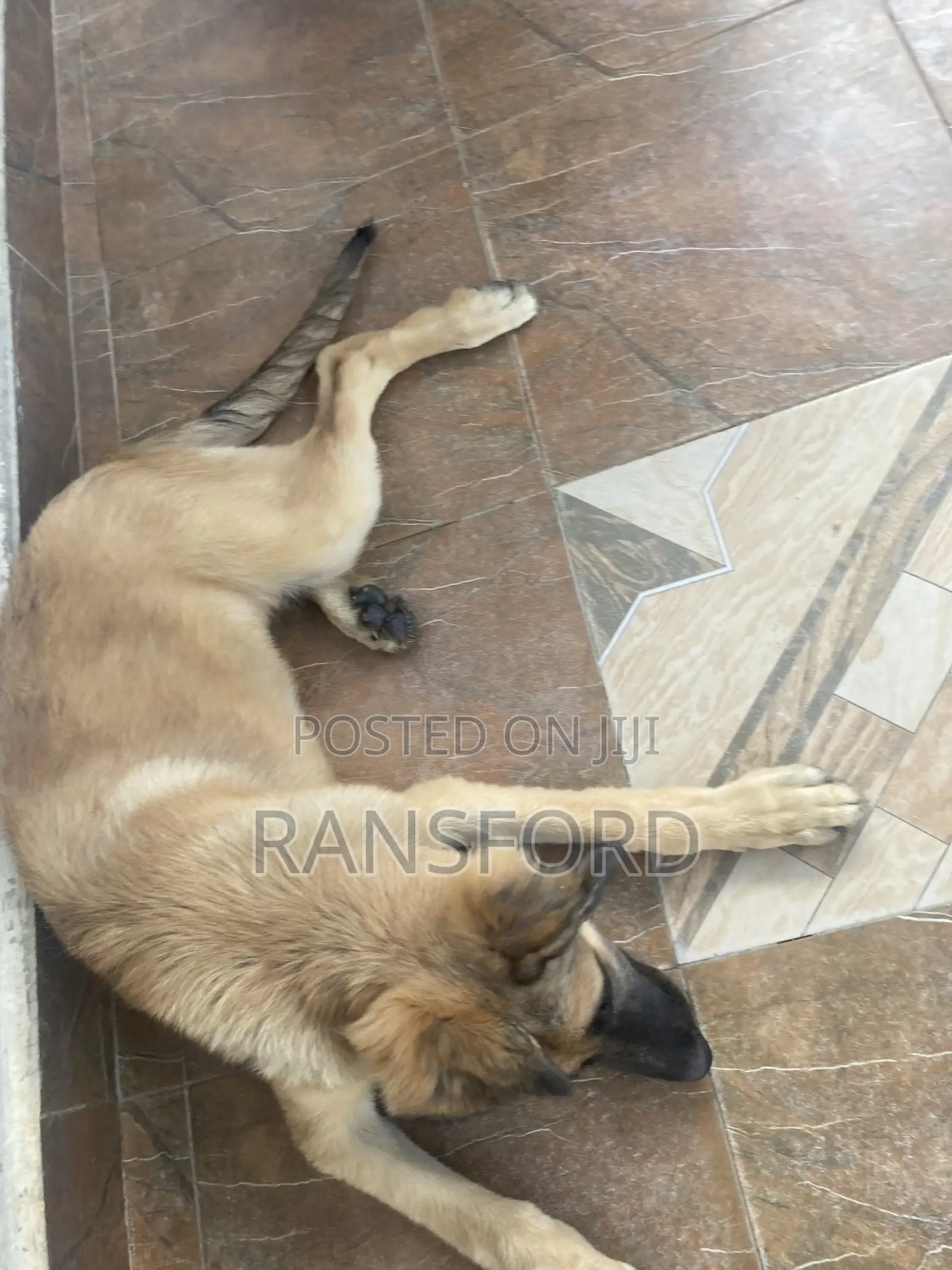 3-6 months Female Purebred German Shepherd