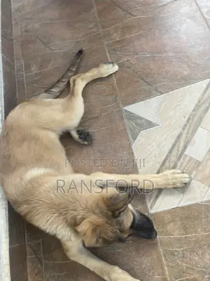3-6 months Female Purebred German Shepherd
