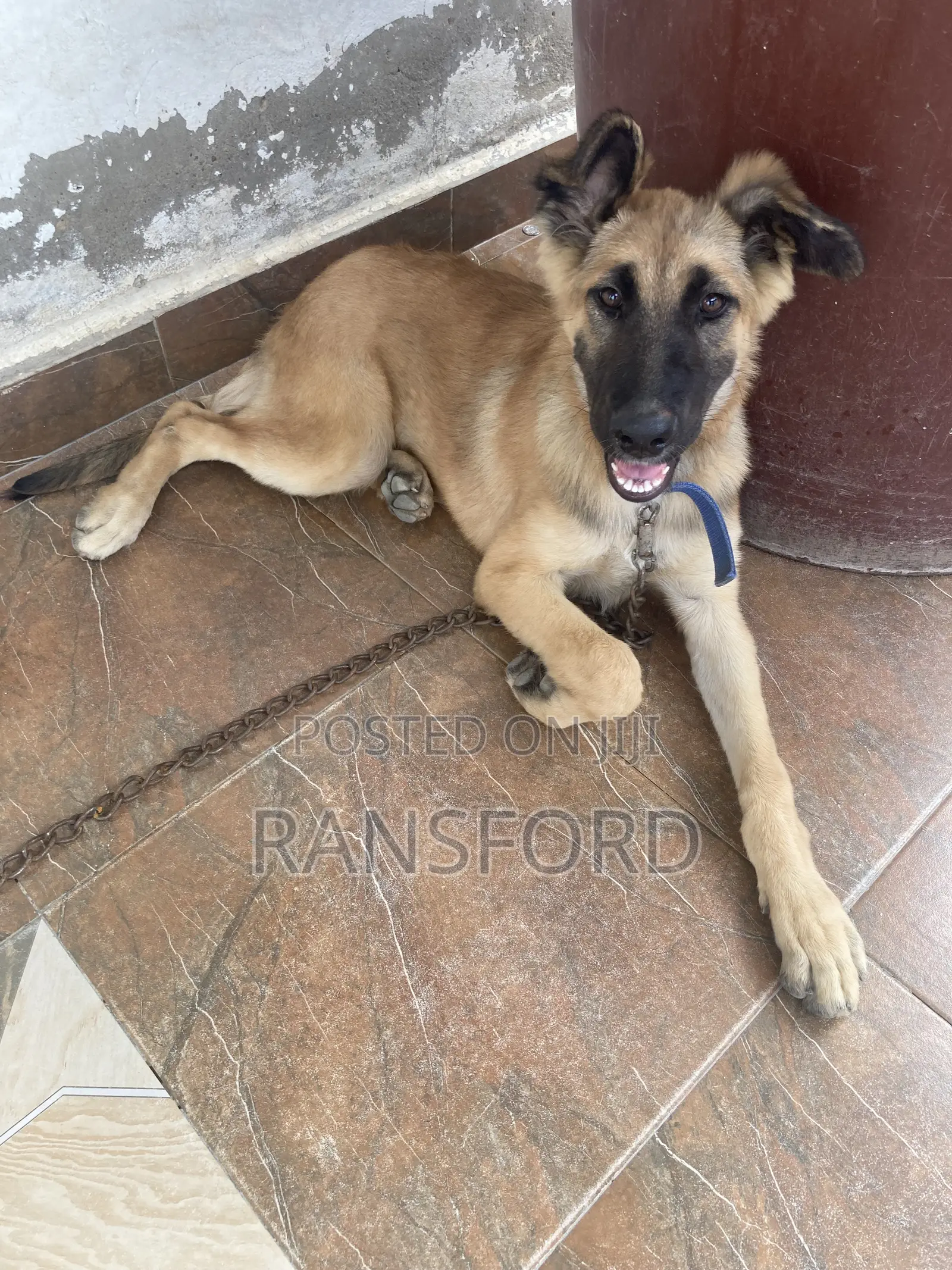 3-6 months Female Purebred German Shepherd