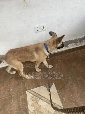 3-6 months Female Purebred German Shepherd