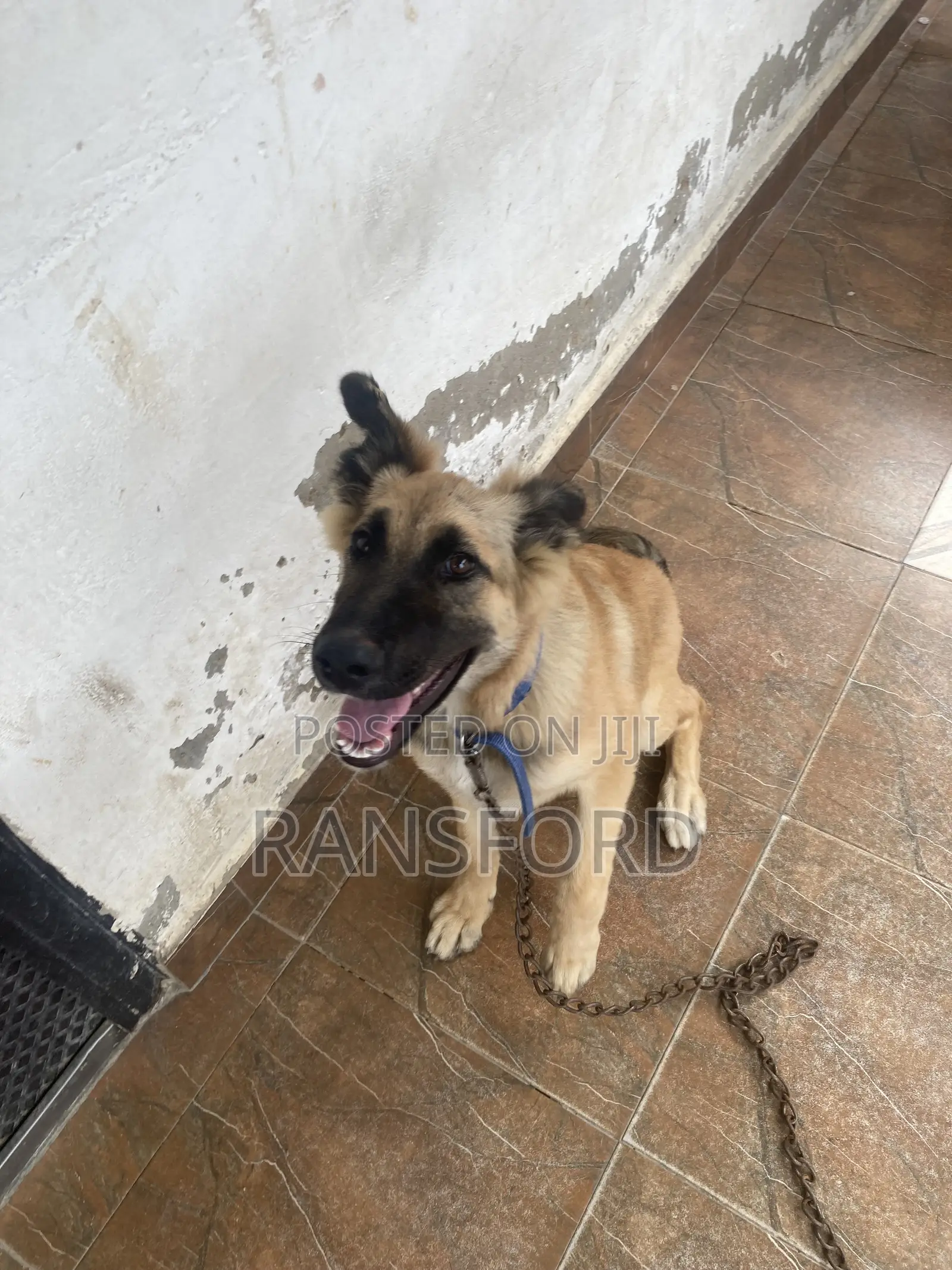 3-6 months Female Purebred German Shepherd