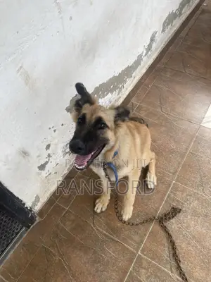 3-6 months Female Purebred German Shepherd
