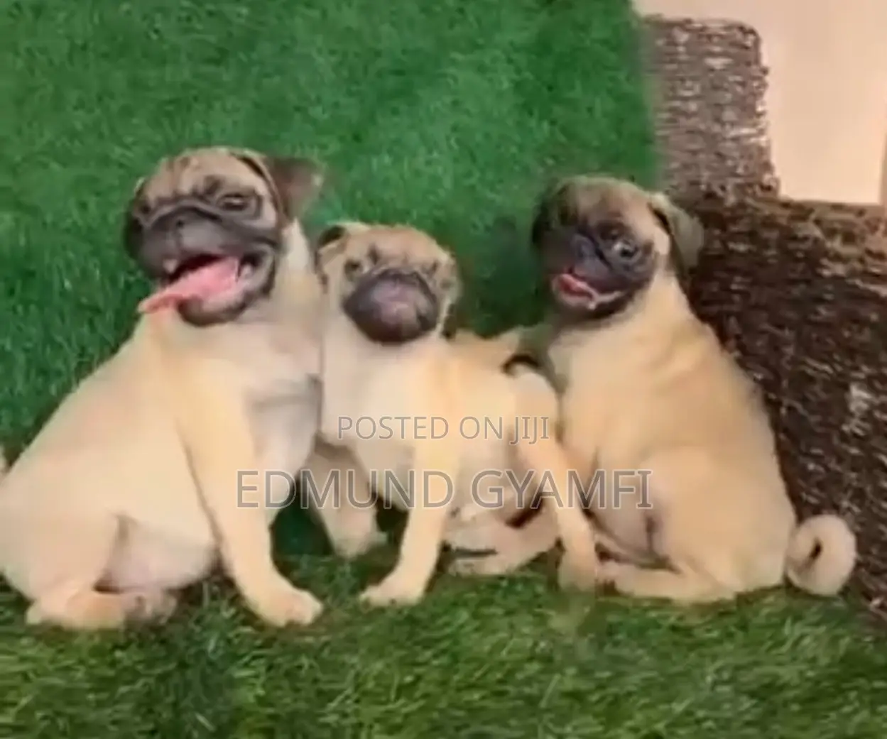 1-3 months Male Purebred Pug